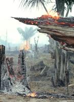 Smoldering fires amid a devastated Amazonian landscape.