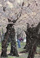 Flurry of Cherry Blossoms at the Tidal Basin.
