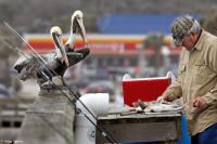 Brown pelicans await handouts at the St. Augustine Beach Pier.