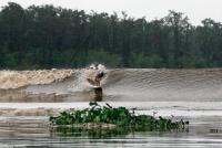 Plants and debris are always a threat while surfing the Pororoca in the Amazon.