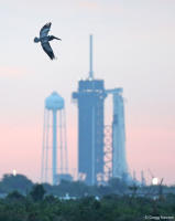 Brown pelican and launch complex 39A at the Kennedy Space Center.